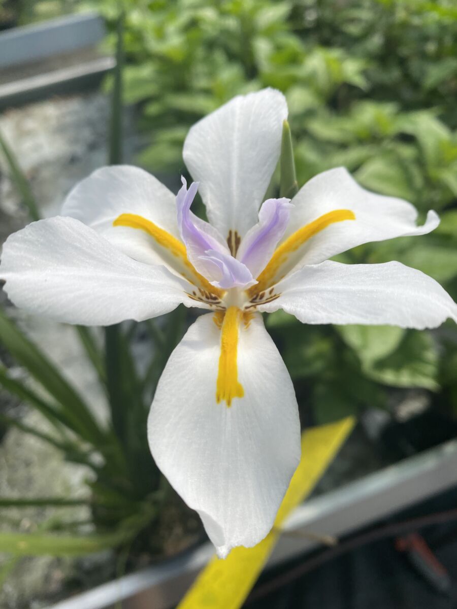 Fjortendages Lilje - Dietes iridioides - Plante