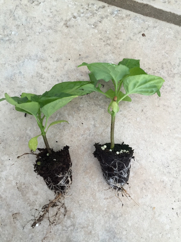 Carolina Reaper - klar til at potte 'plug'
