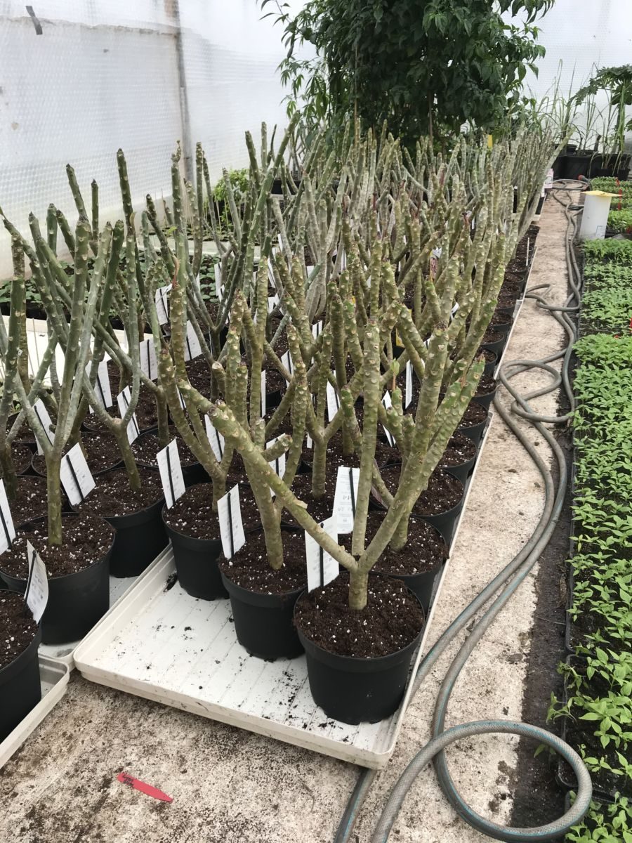 Plumeria obtusa - Singapore White
