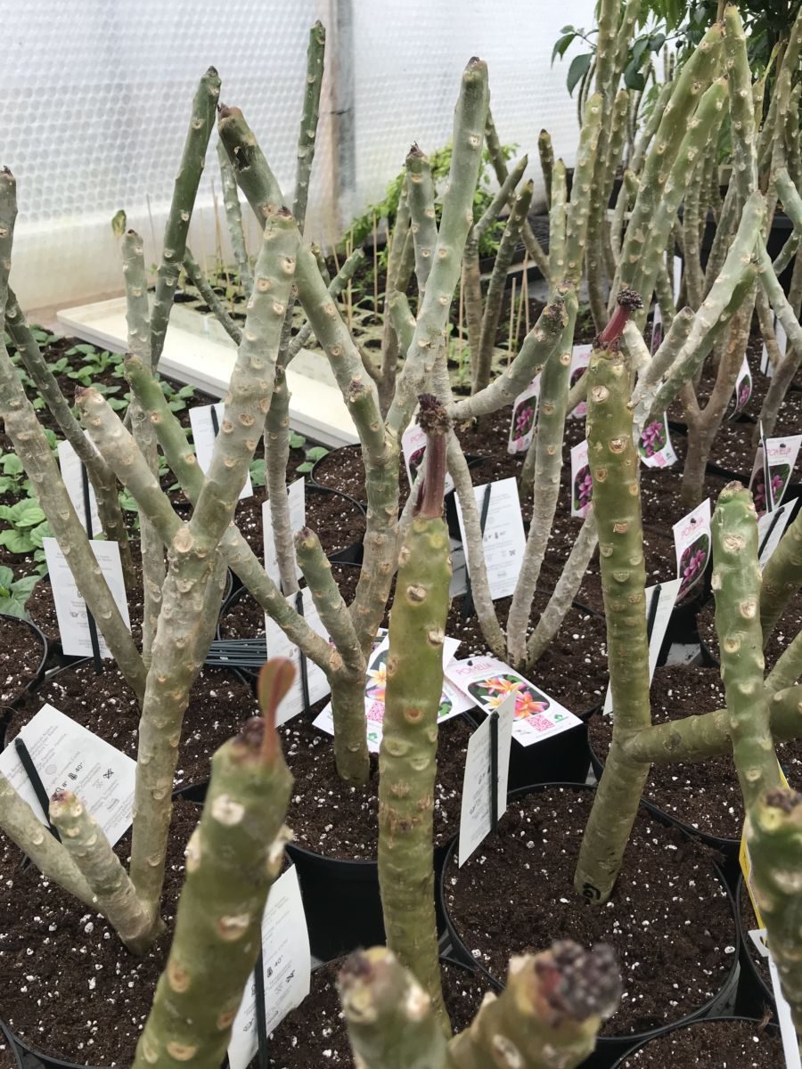 Plumeria - Sahara - PLANTE!