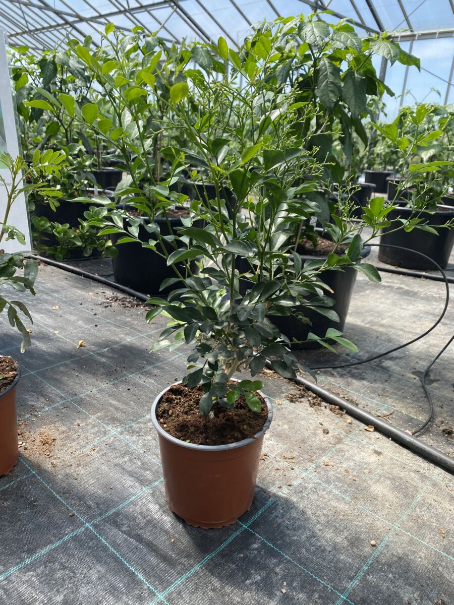Appelsin Jasmin - Murraya exotica