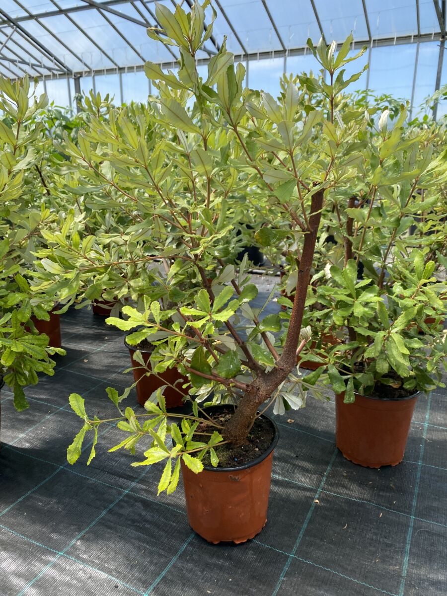 Kystbanksia - Banksia integrifolia