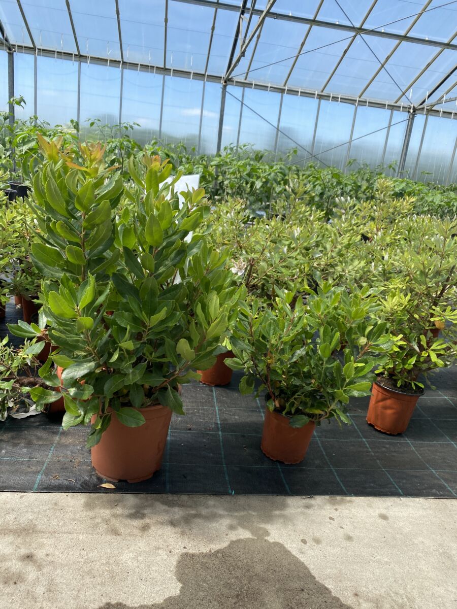 Jordbærtræ - Arbutus unedo - Plante!