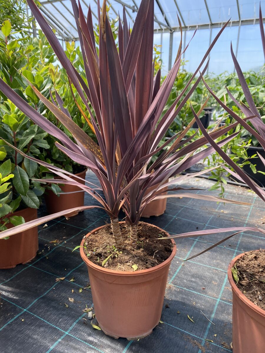 Cordyline Australis 'Red Star' - Plante
