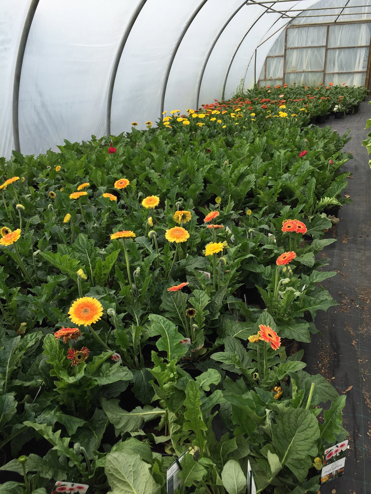 Terrasse Gerbera