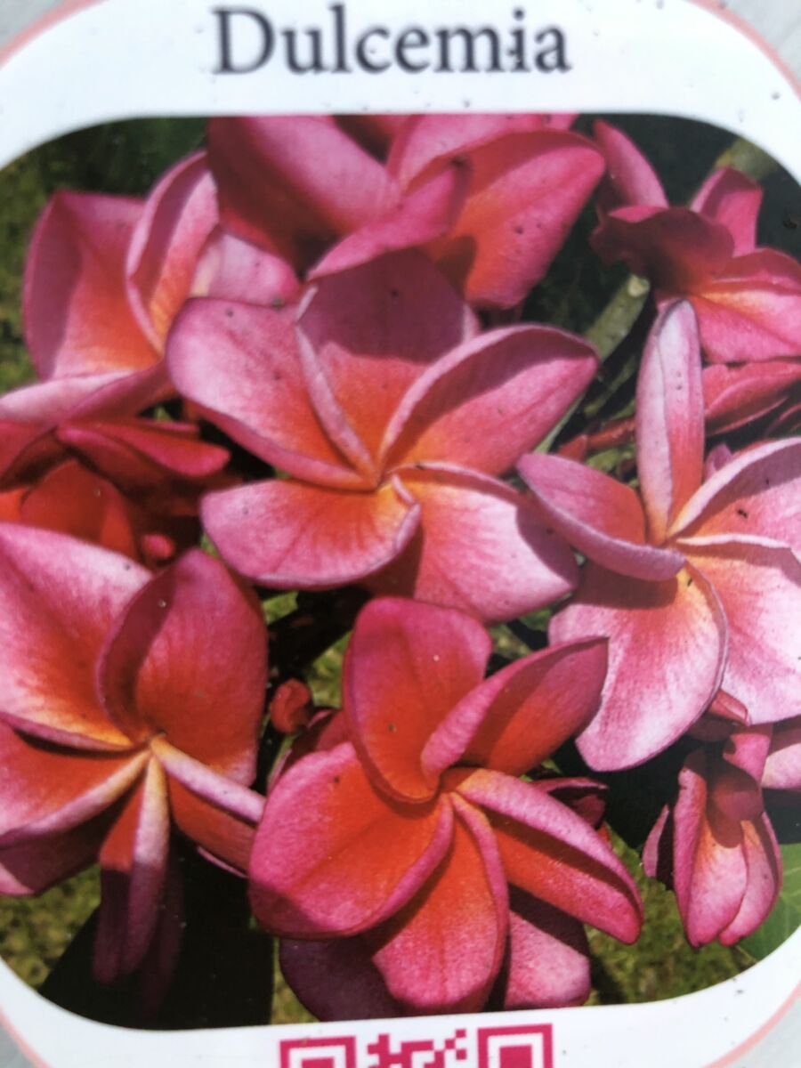Plumeria - Dulcemia - PLANTE