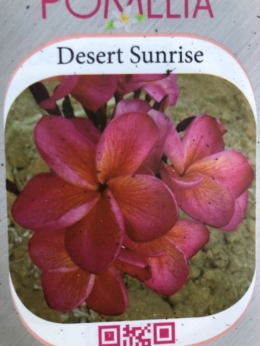 Plumeria - Desert Sunrise - PLANTE