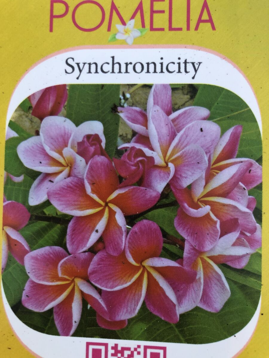 Plumeria - Syncronicity - PLANTE