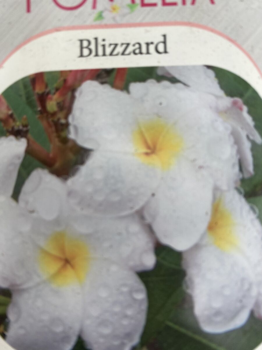 Plumeria - Blizzard - PLANTE!