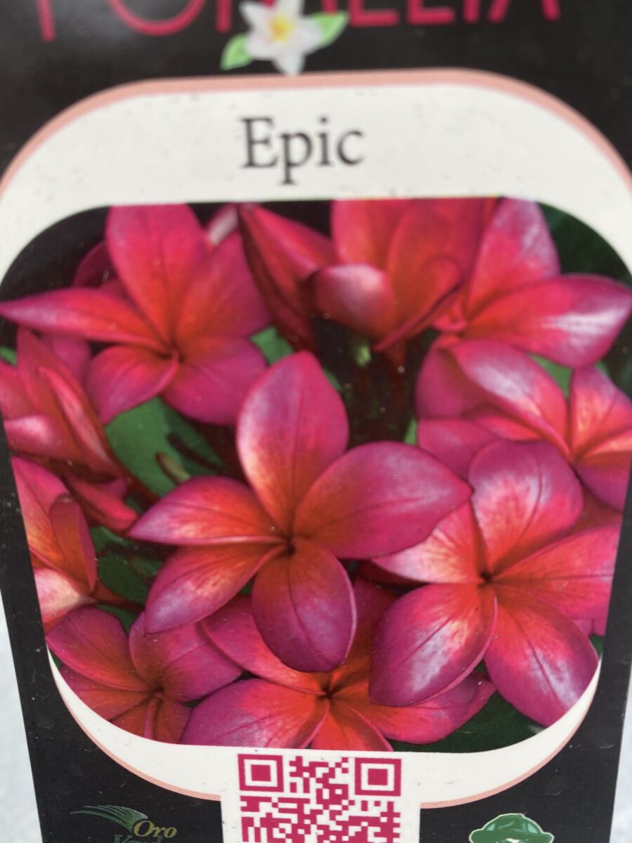 Plumeria - Epic - PLANTE!