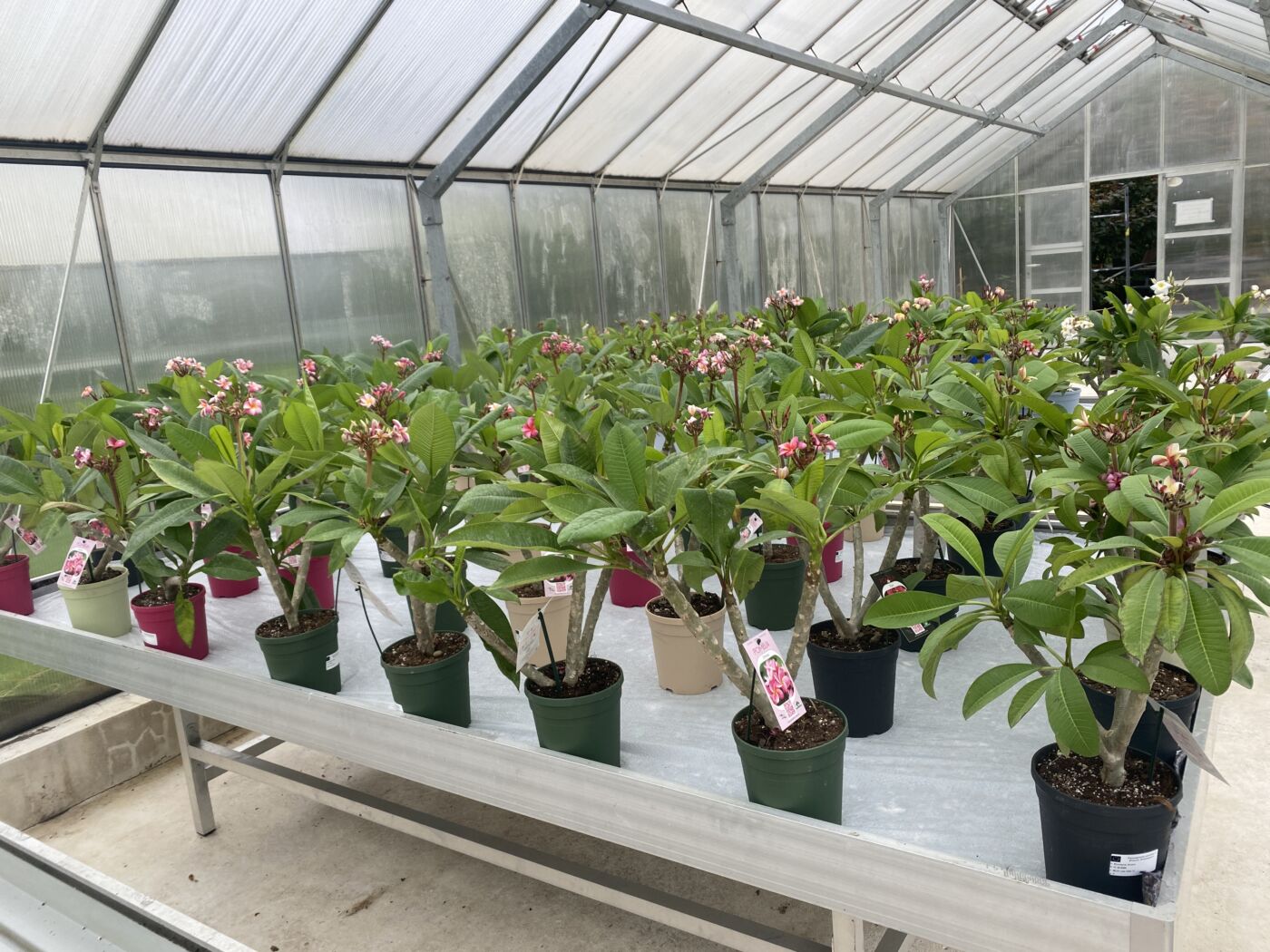 Plumeria - Temptation - PLANTE!