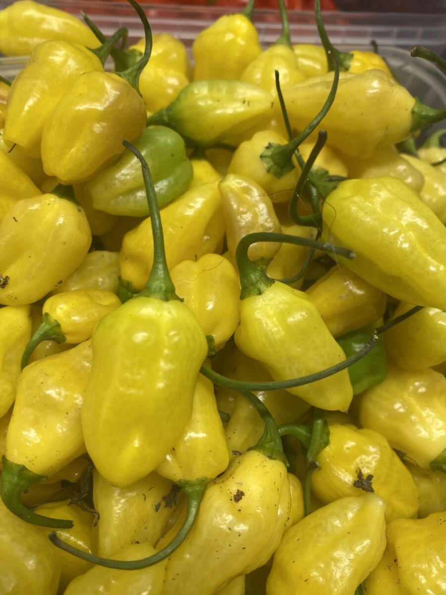Rimmerhus Purple Lemon - C. chinense -friske frugter