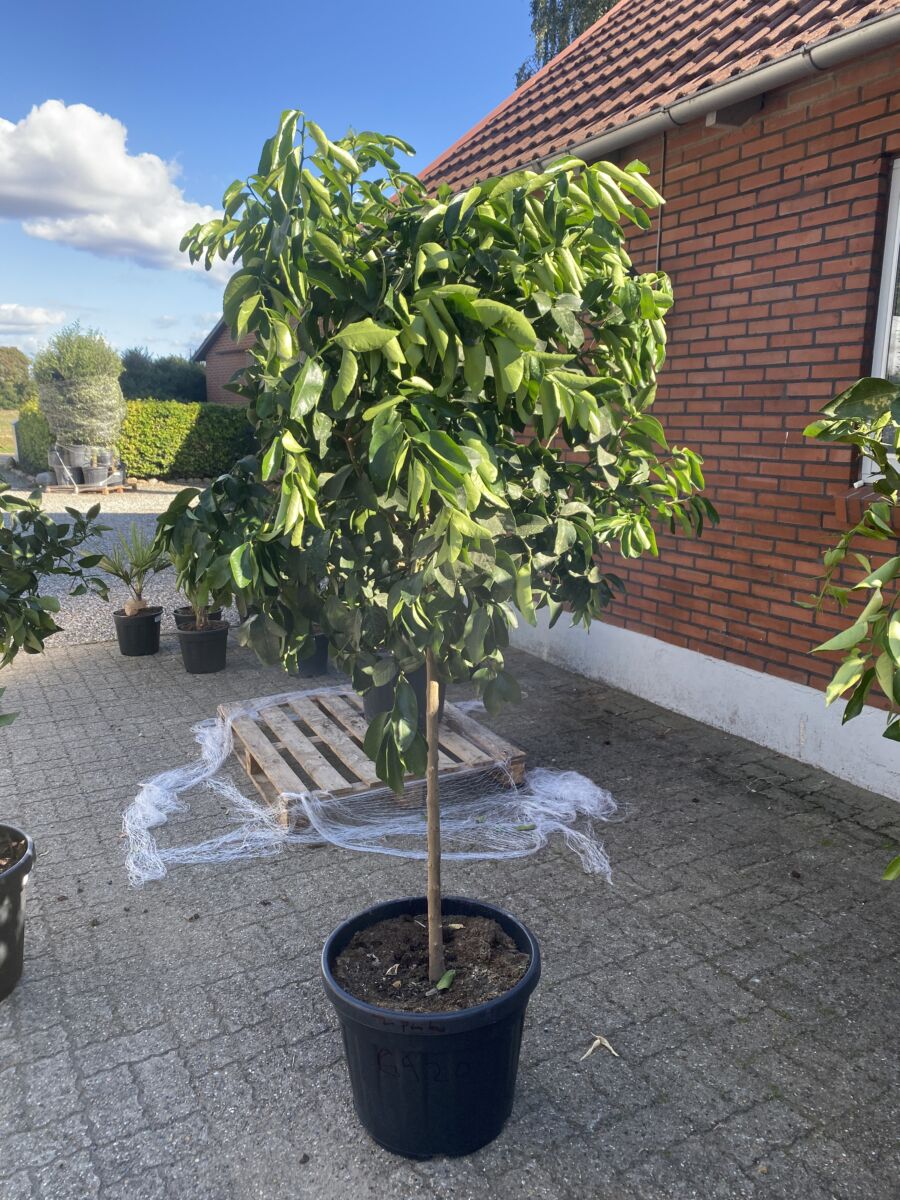 Lime - Citrus latifolia