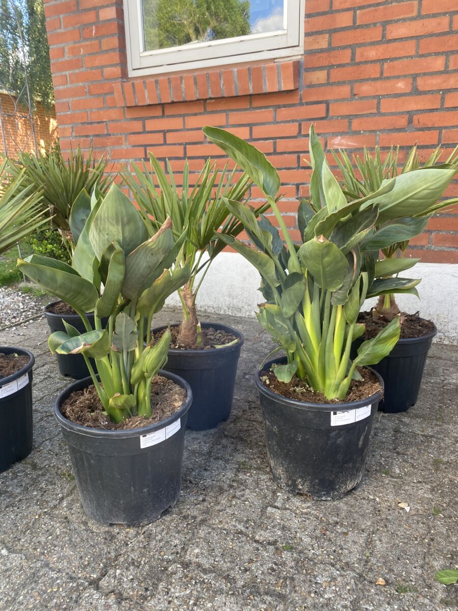 Strelitzia regina - Bird of Paradise - Plante