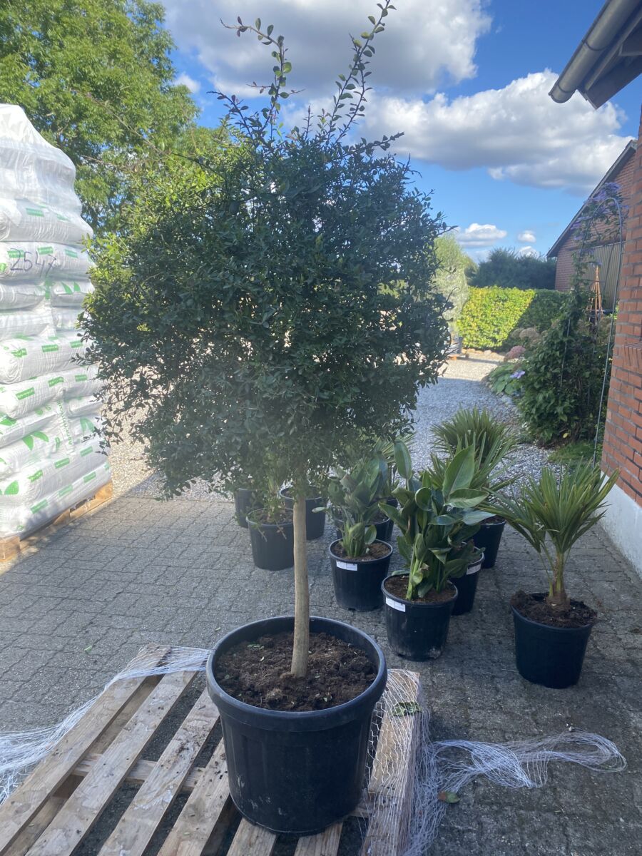 Fingerlime - Citrus australasica microcitrus - Grøn - Plante