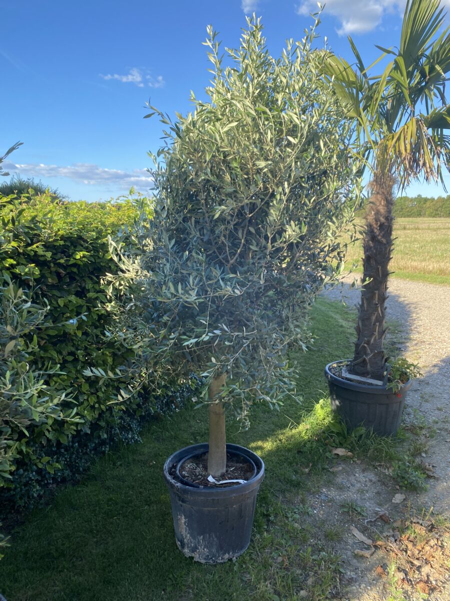 Oliven - Olea europaea - Plante