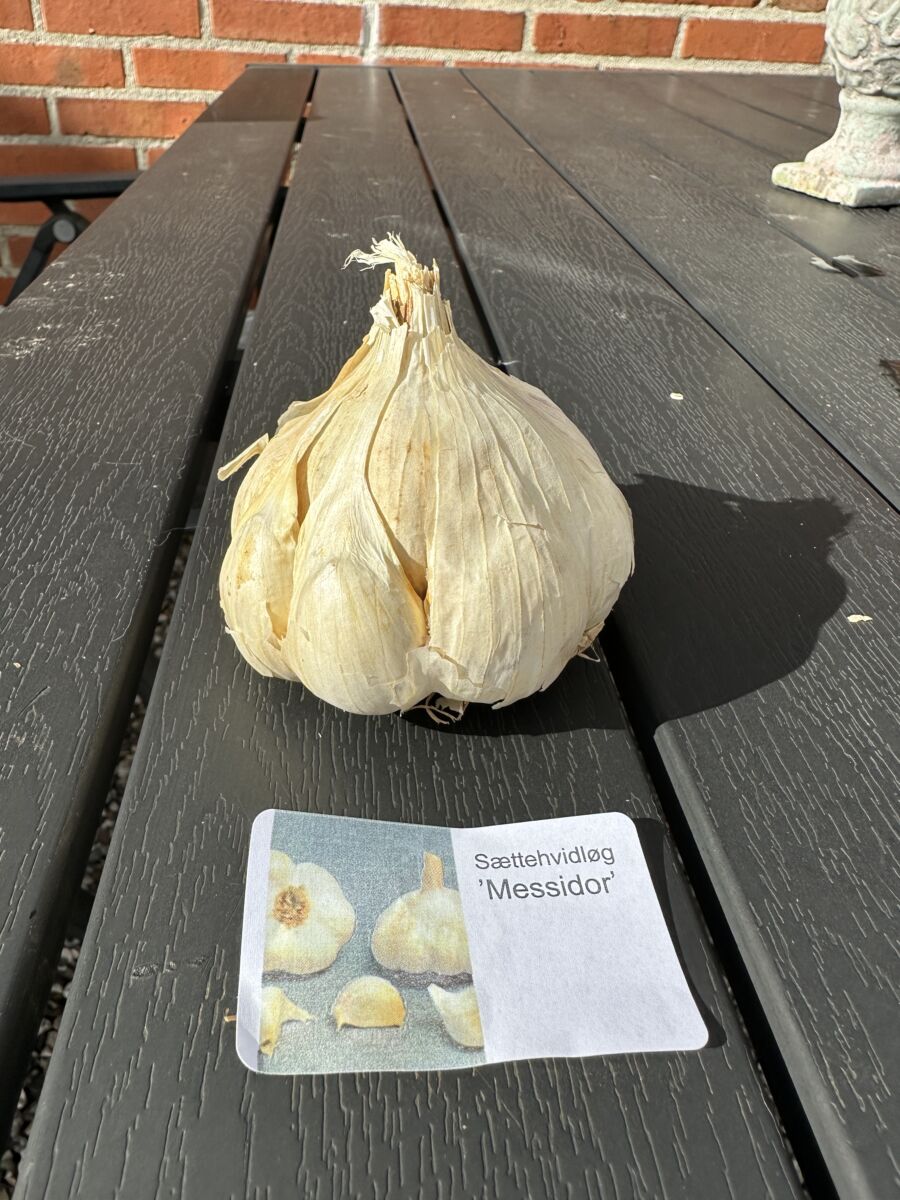 Sættehvidløg - Messidor - ØKO