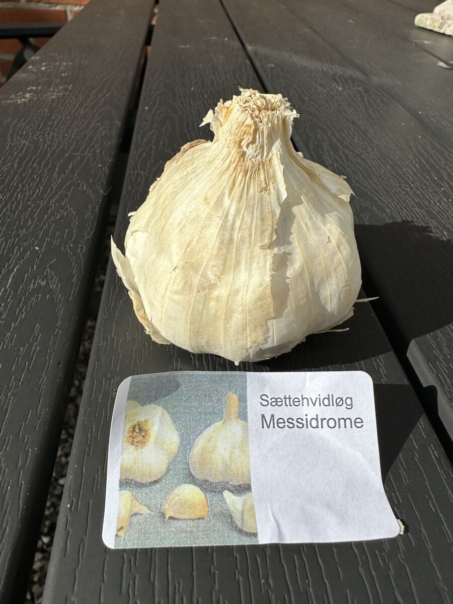 Sættehvidløg - Messidrome - ØKO