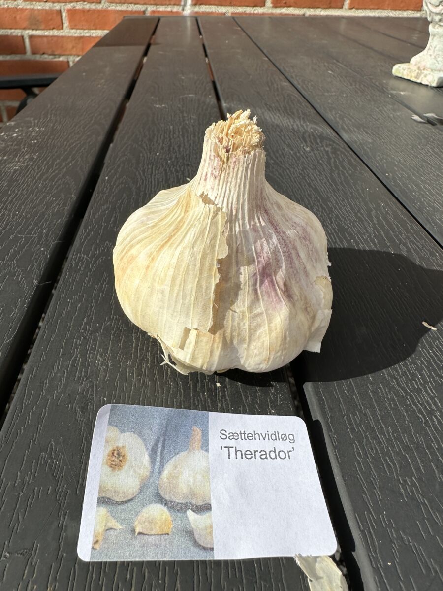 Sættehvidløg - Therador - ØKO