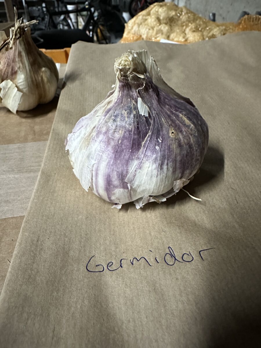 Sættehvidløg - Germidour - ØKO