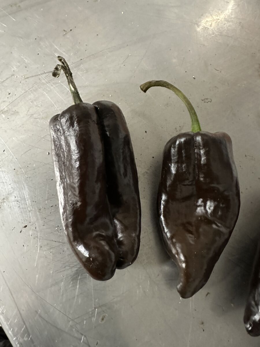 Poblano Chocolate  - C. annuum