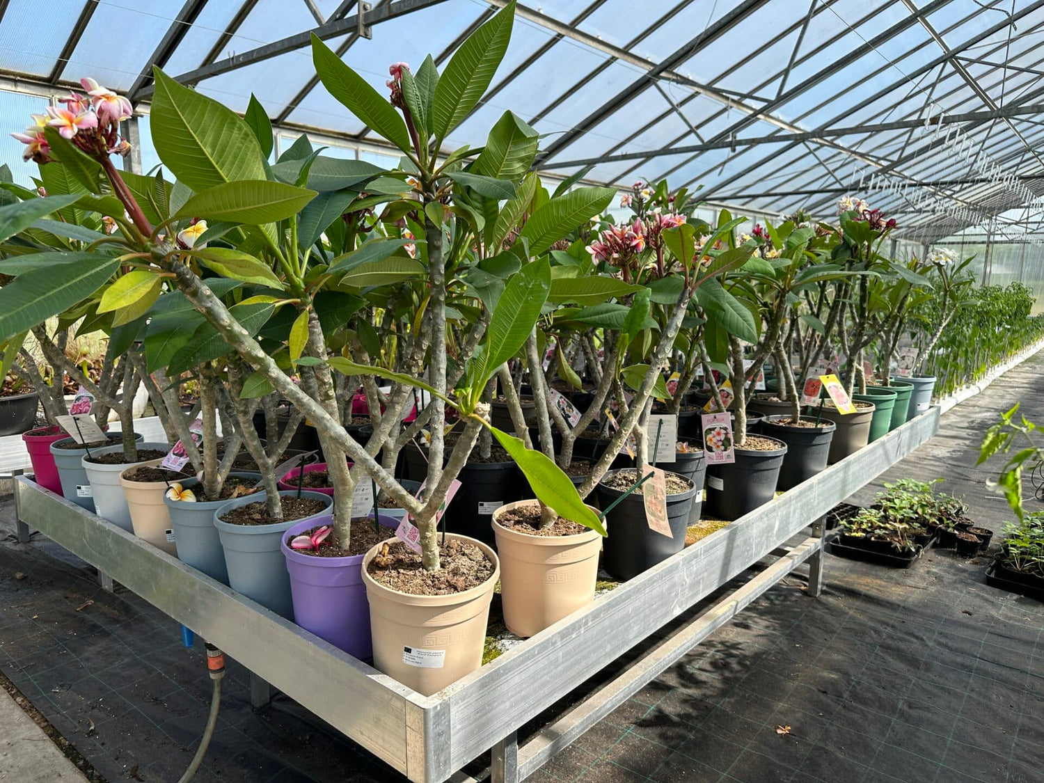 Plumeria - Blizzard - PLANTE!