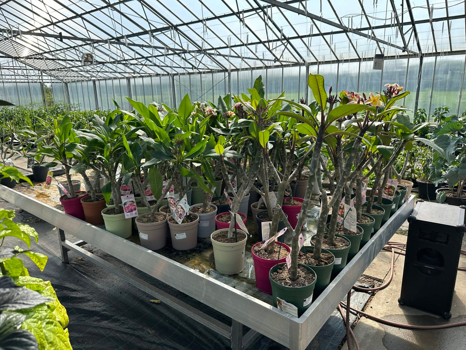 Plumeria - Elsie - PLANTE