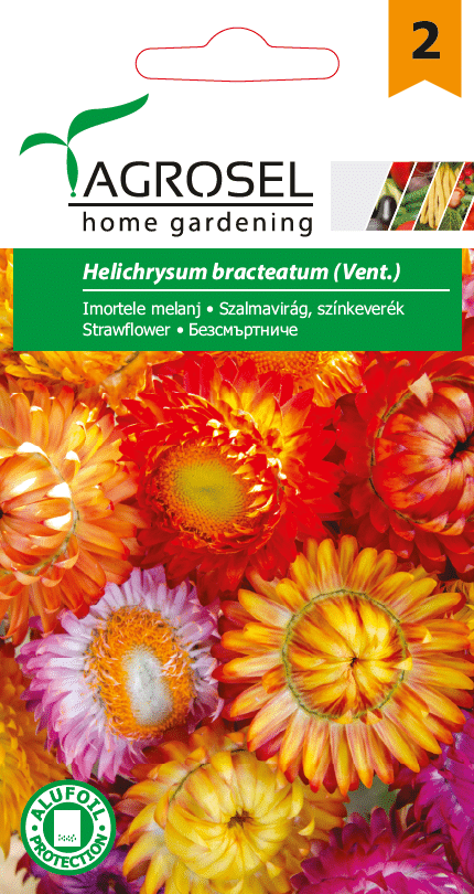 Evighedsblomst - Helichrysum bracteatum - PG2