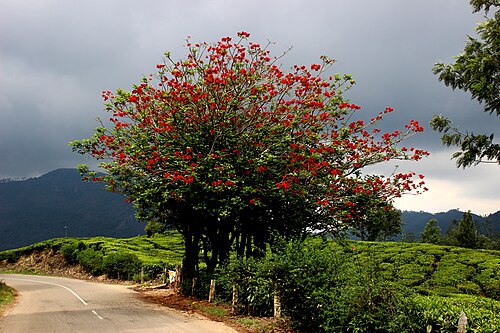 Koraltræ - Erythrina Variegata