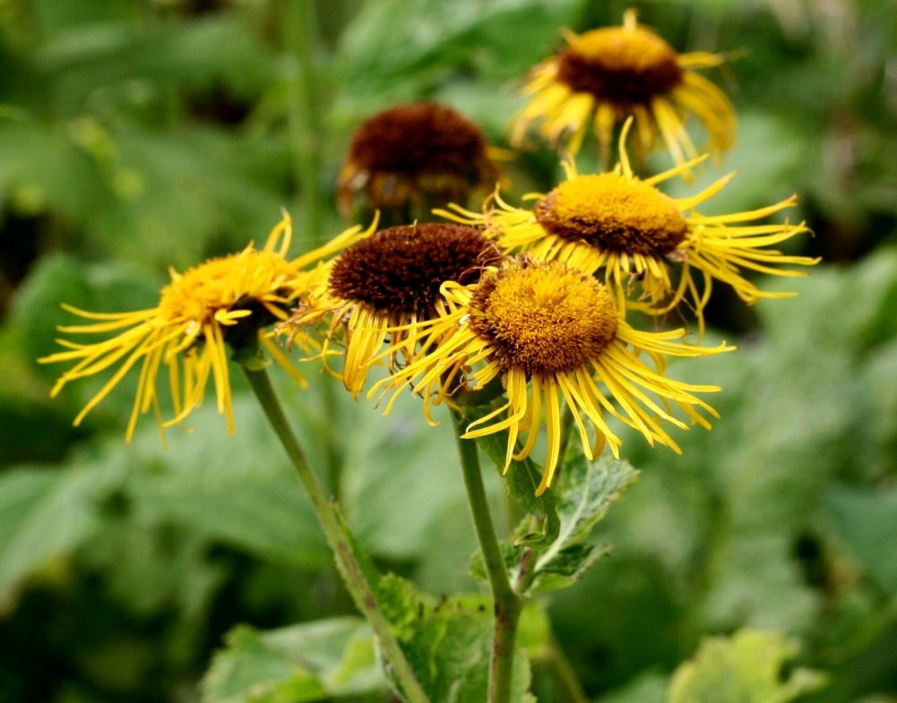 Læge Alant - Inula helenium - Stor Tusindstråle