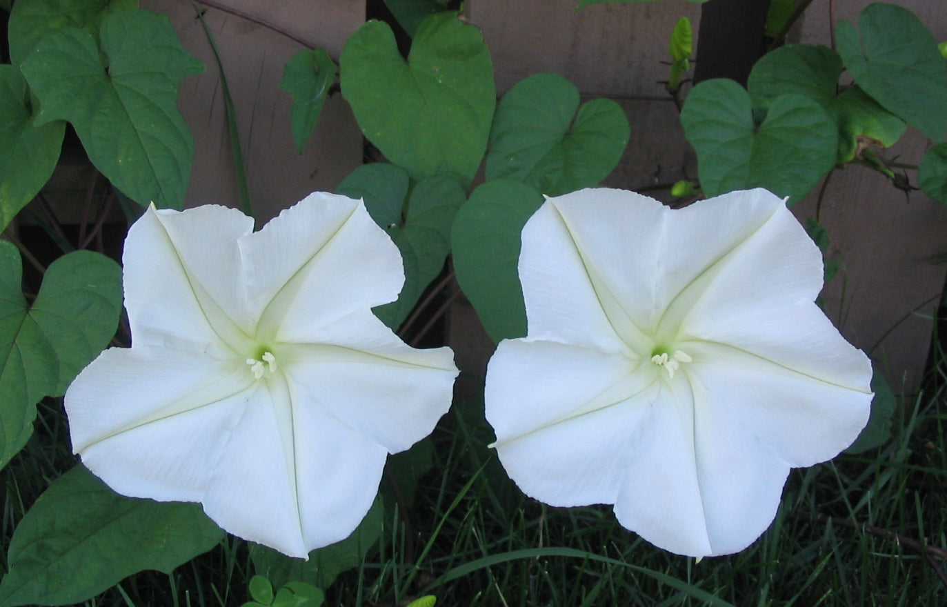 Moon Flower - Ipomoea Alba (Måneblomst)