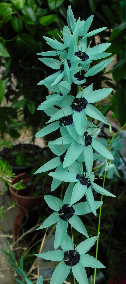 Ixia Viridflora (Groenkalossie)