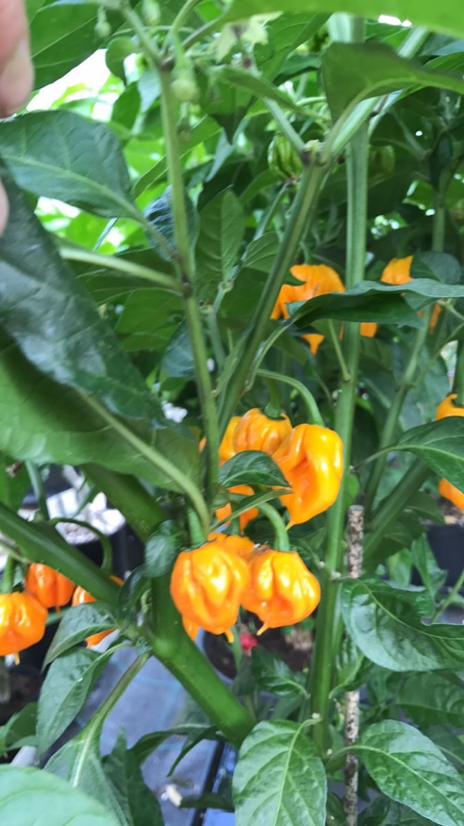 7 Pot Primo Yellow - Friske Frugter