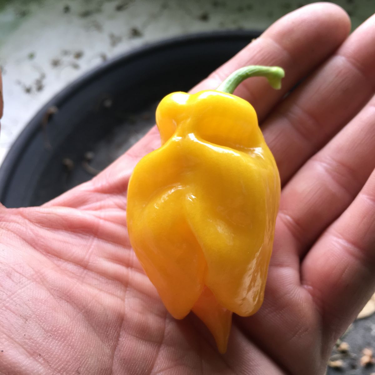 Jabba Da Hut - C. chinense