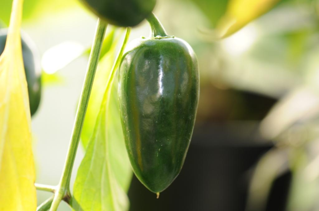 Jalapeño Conchos - C. annuum - Plante
