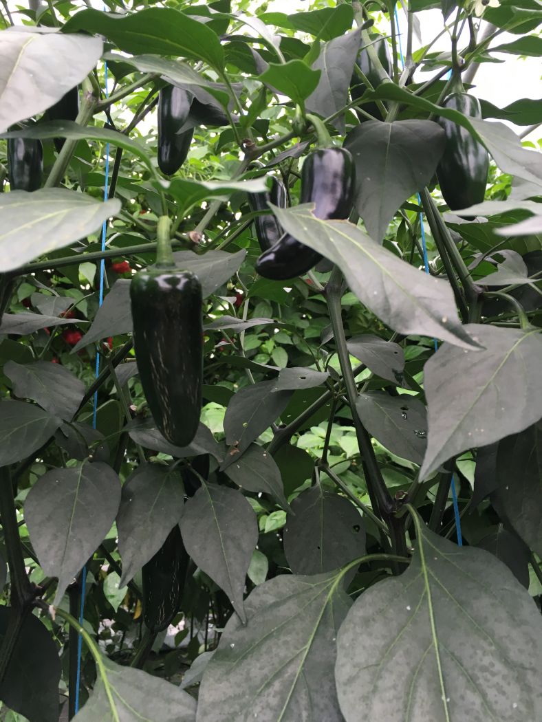 Jalapeno Heatless - Chili - 250 gram