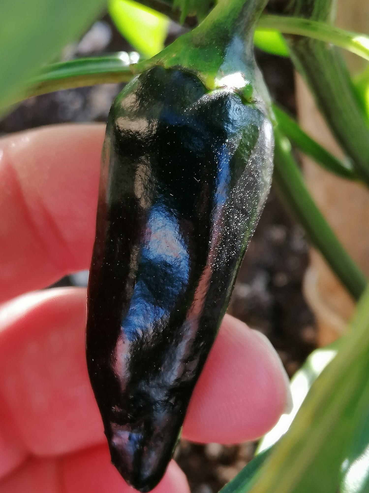 Jalapeño Groucho - C.Annuum