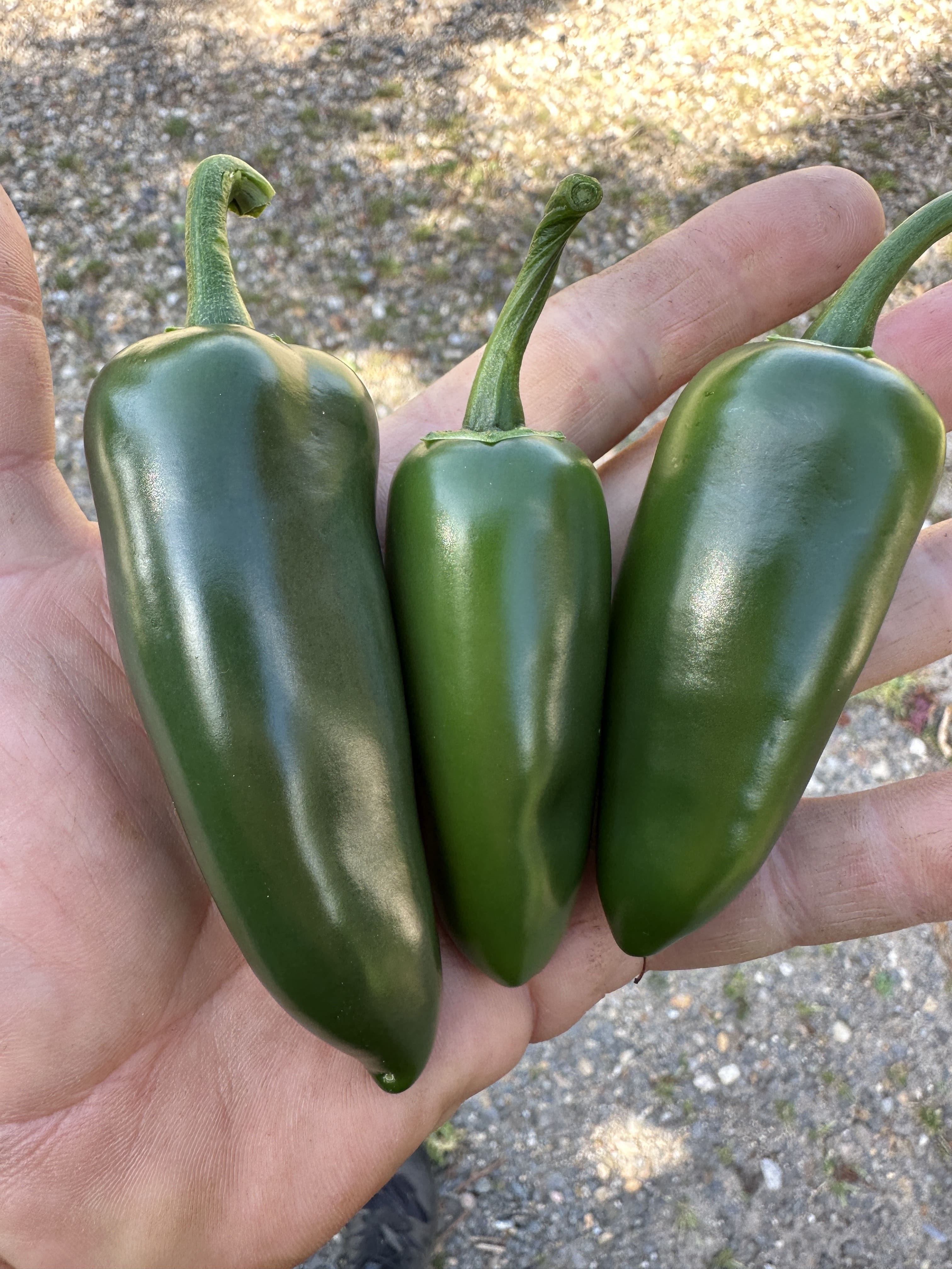 Jalapeño - Friske – Bjarne's frø og planter