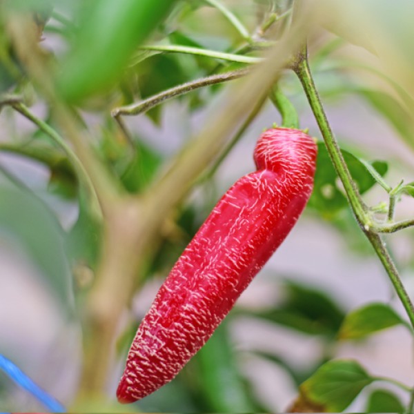 Jalapeno Farmers Market Potato - C.annuum