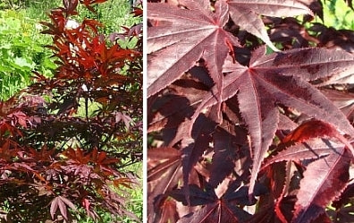 Japansk Løn - Acer Palmatum Atropurpurea