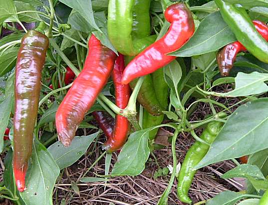 Jimmy Nardello's Sweet pepper