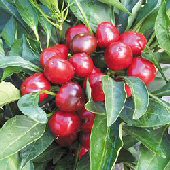Joe's Round - C. annuum