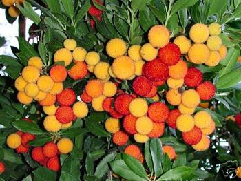 Jordbærtræ - Arbutus unedo