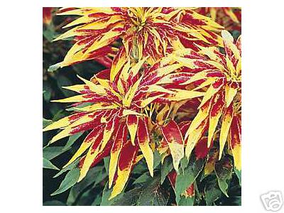 Amaranthus tricolor