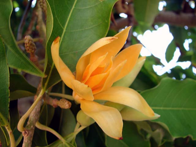 Tempelblomst - Michelia Champaca