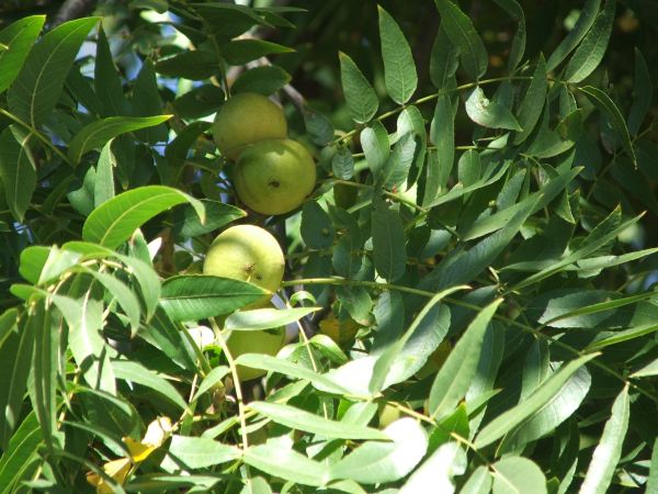 Hind's Sort Valnød - JUGLANS hindsii