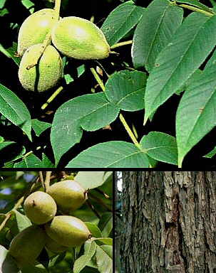 Butternut / Hvid Valnød - Juglans CInerea