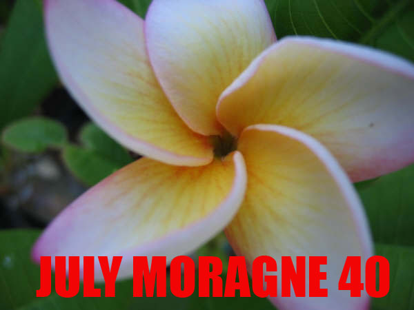 Plumeria - July Moragne – Bjarne's frø og planter