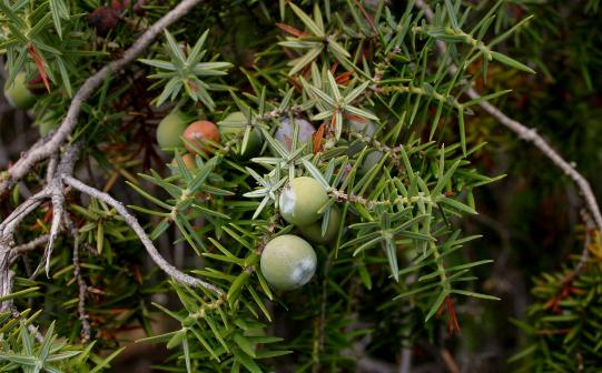 Middelhavs Enebær - Juniperus Oxycedrus