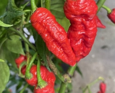 Kaos Chili - C.Chinense
